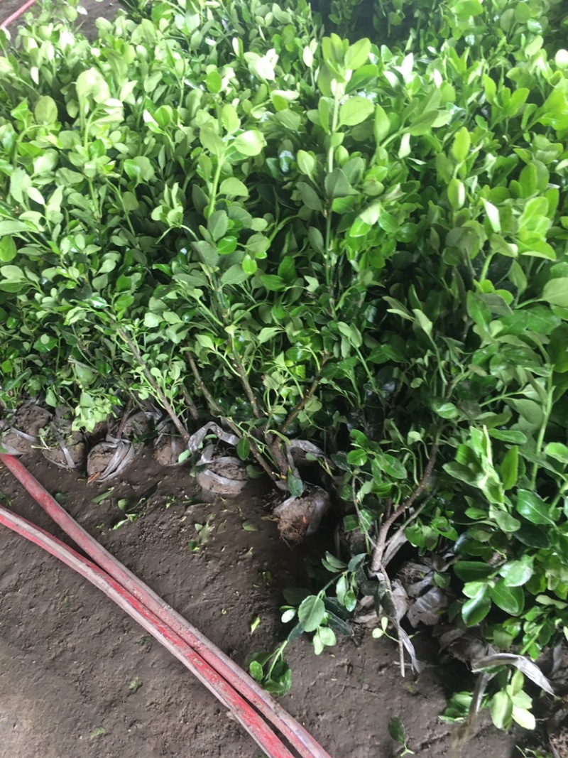 销售冬青苗冬青苗价格