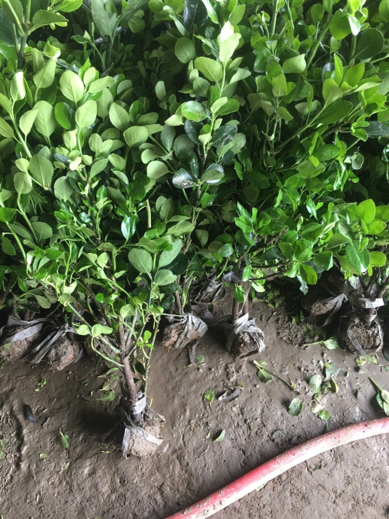 销售冬青苗冬青苗价格