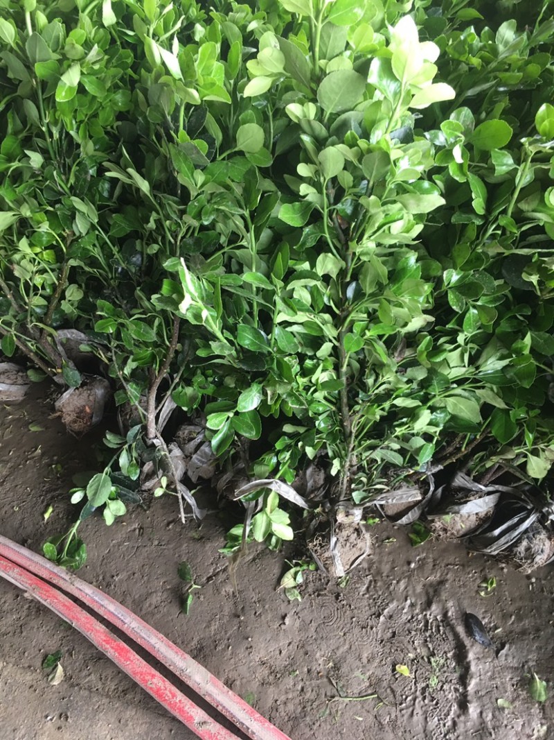 销售冬青苗冬青苗价格