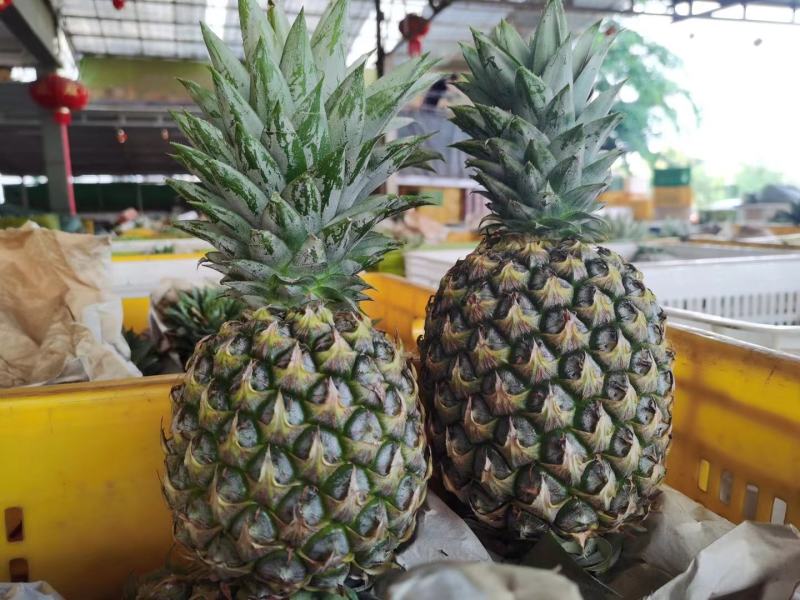 芒果凤梨苗