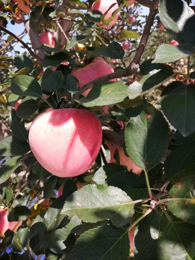 【红富士苹果】陕西礼泉纸袋红富士苹果大量供应基地直发