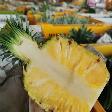 芒果凤梨苗