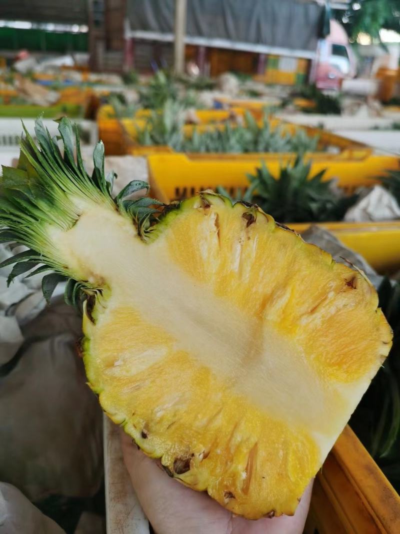 芒果凤梨苗