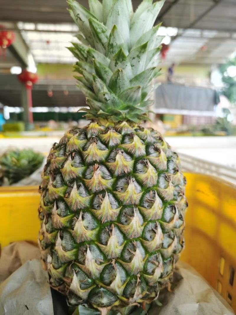 芒果凤梨苗