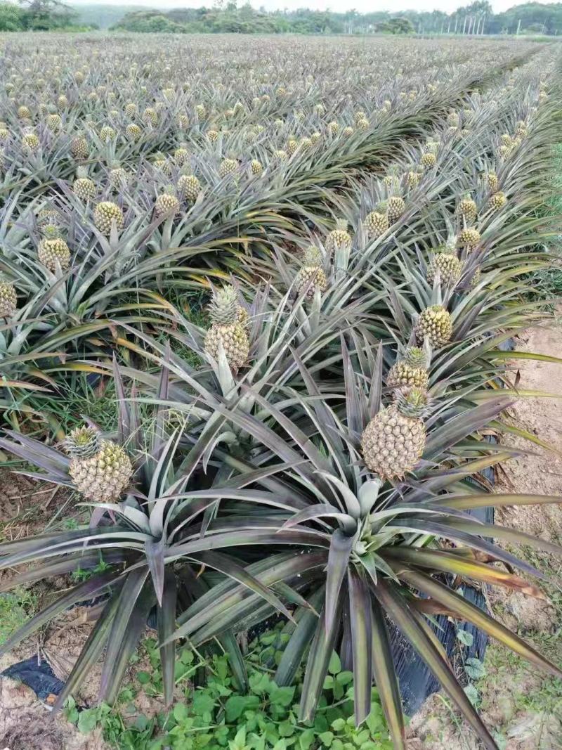 芒果凤梨苗
