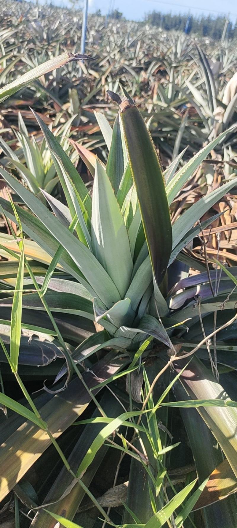 芒果凤梨苗