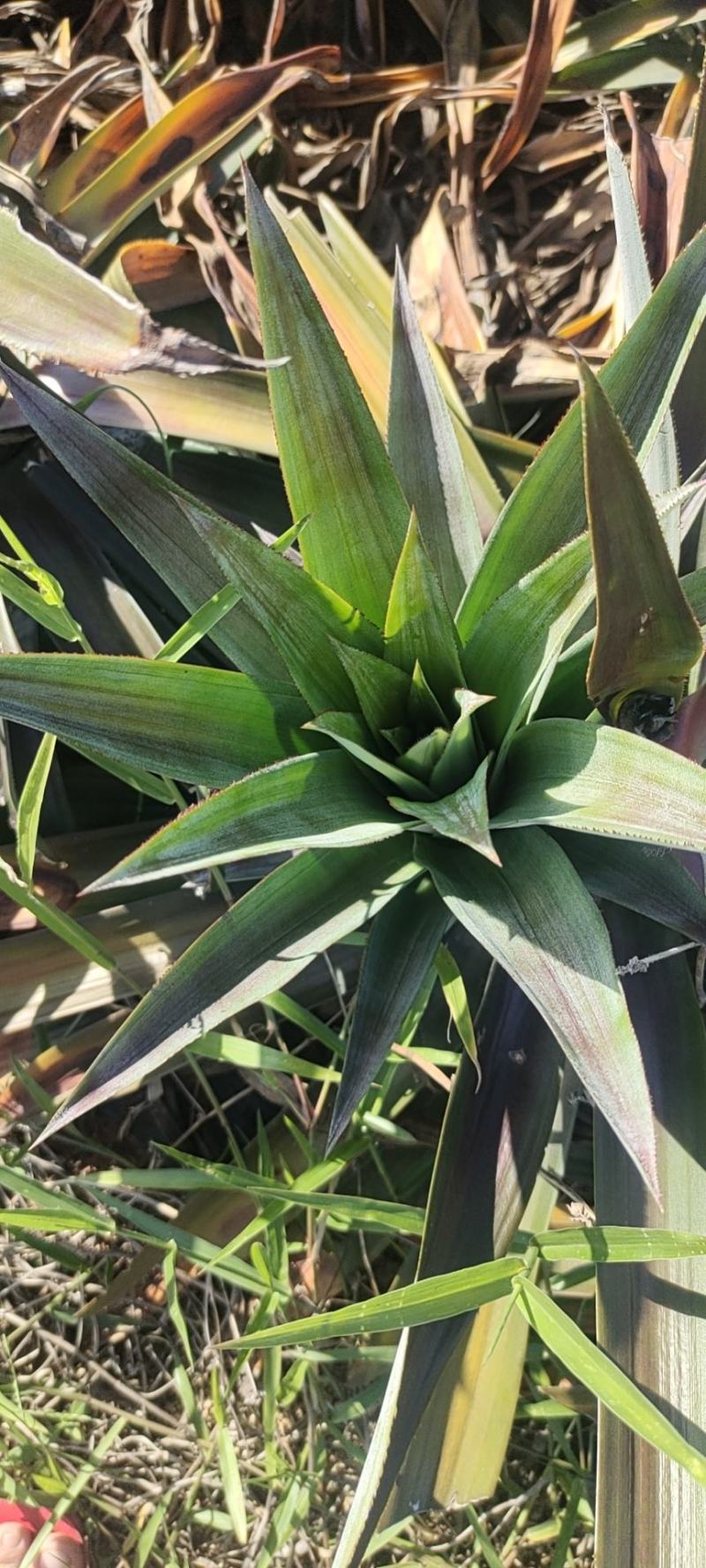 芒果凤梨苗