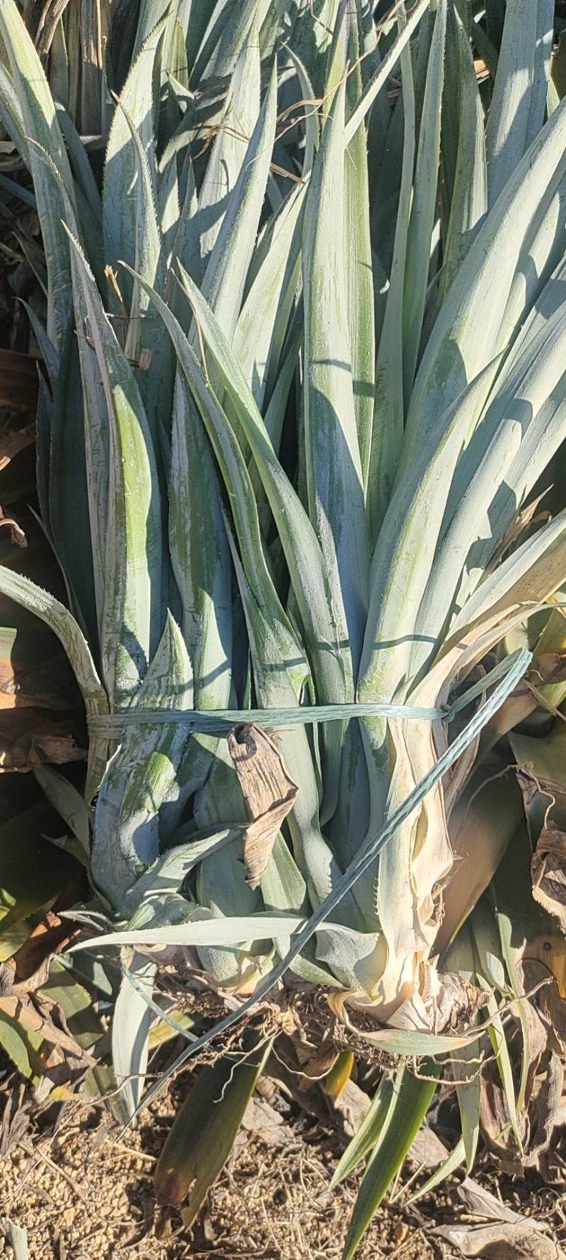 芒果凤梨苗