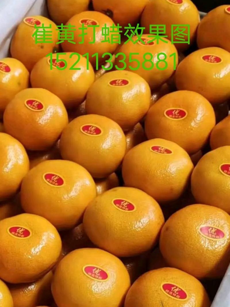 柑桔