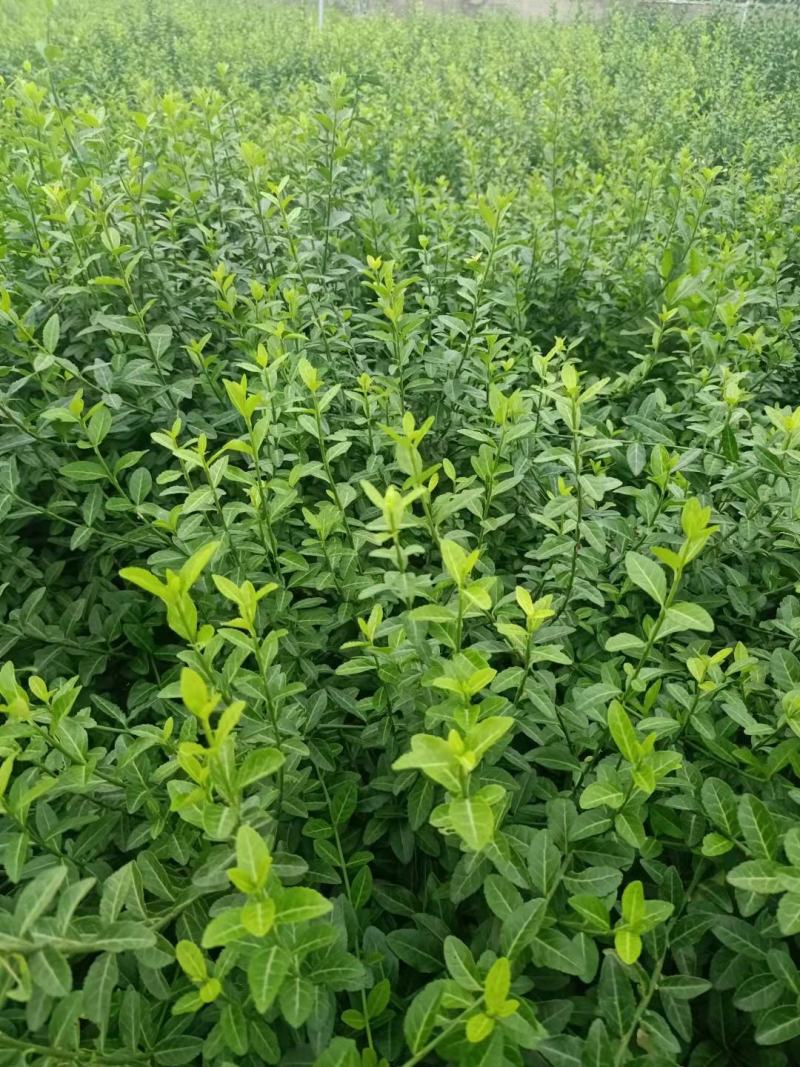 扶芳藤护坡苗木大小叶扶芳藤爬行卫矛基地现货规格全