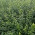 扶芳藤护坡苗木大小叶扶芳藤爬行卫矛基地现货规格全