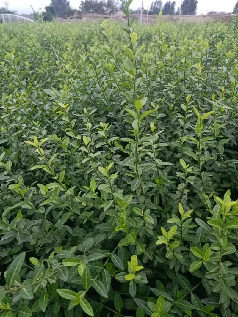 扶芳藤护坡苗木大小叶扶芳藤爬行卫矛基地现货规格全