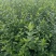 扶芳藤护坡苗木大小叶扶芳藤爬行卫矛基地现货规格全