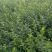 扶芳藤护坡苗木大小叶扶芳藤爬行卫矛基地现货规格全