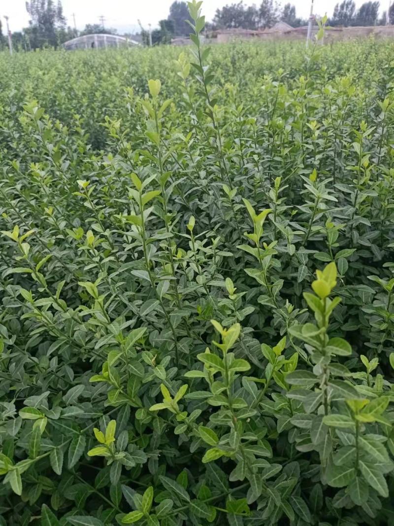 扶芳藤护坡苗木大小叶扶芳藤爬行卫矛基地现货规格全