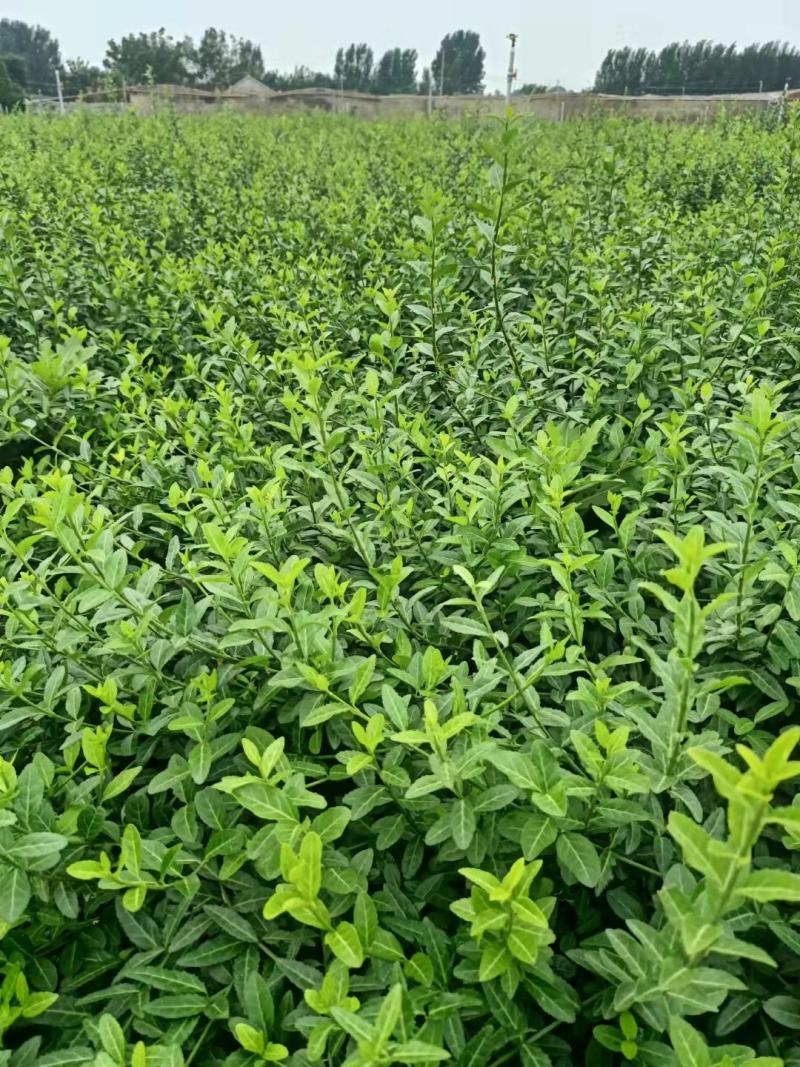 扶芳藤护坡苗木大小叶扶芳藤爬行卫矛基地现货规格全