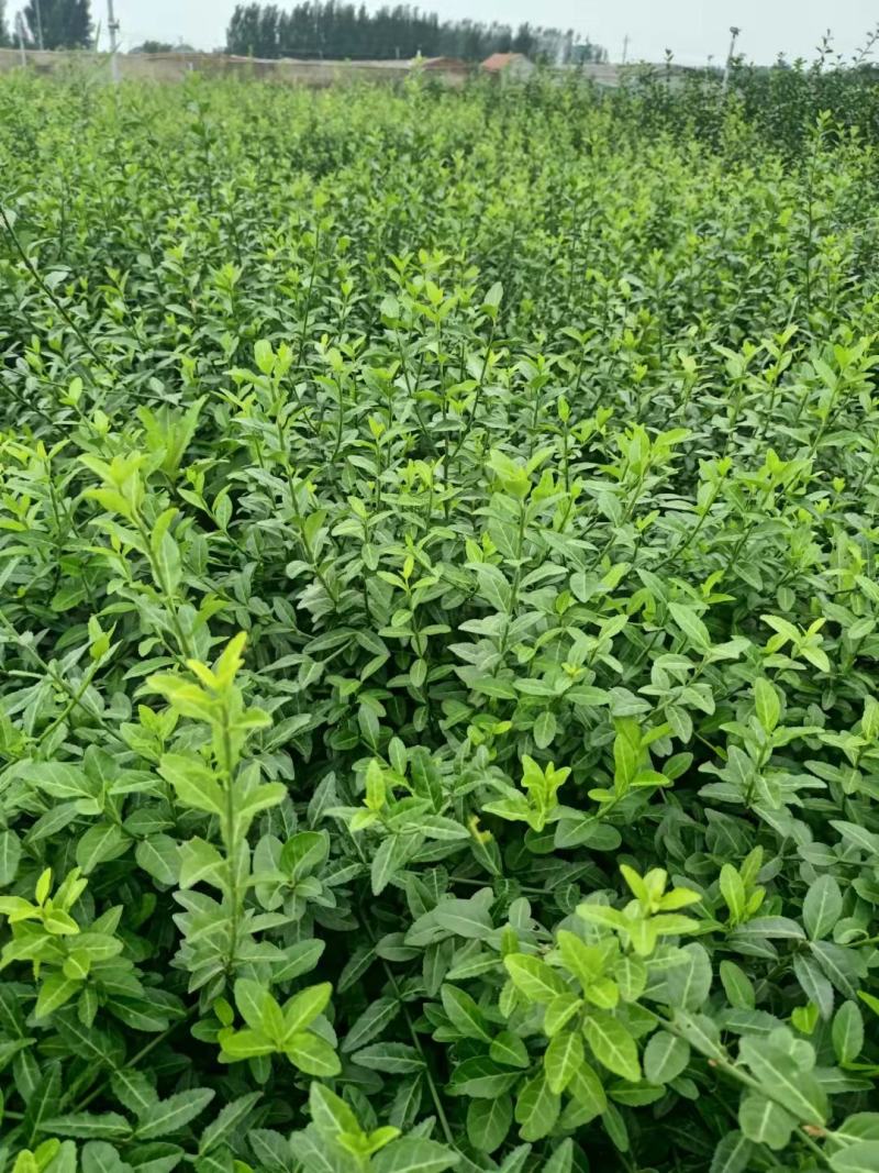 扶芳藤护坡苗木大小叶扶芳藤爬行卫矛基地现货规格全