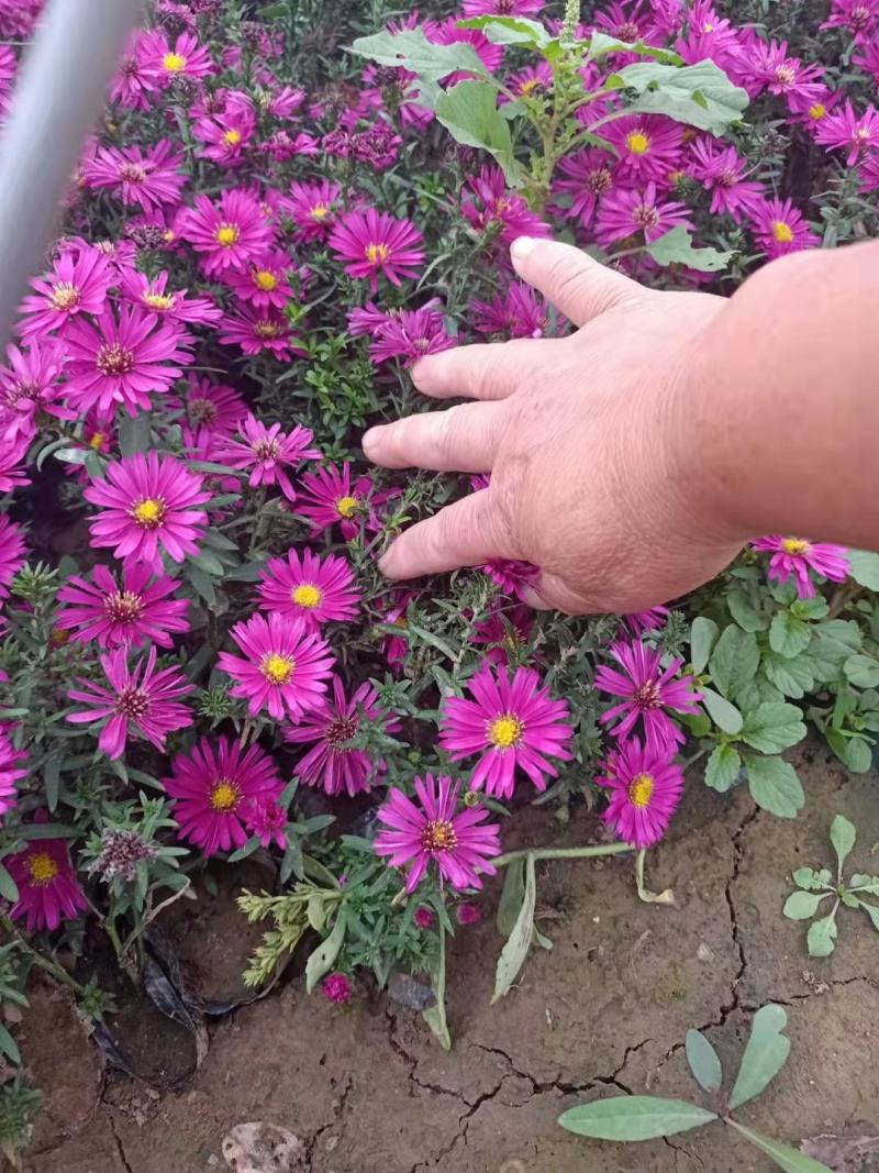 荷兰菊小杯荷兰菊绿化用花