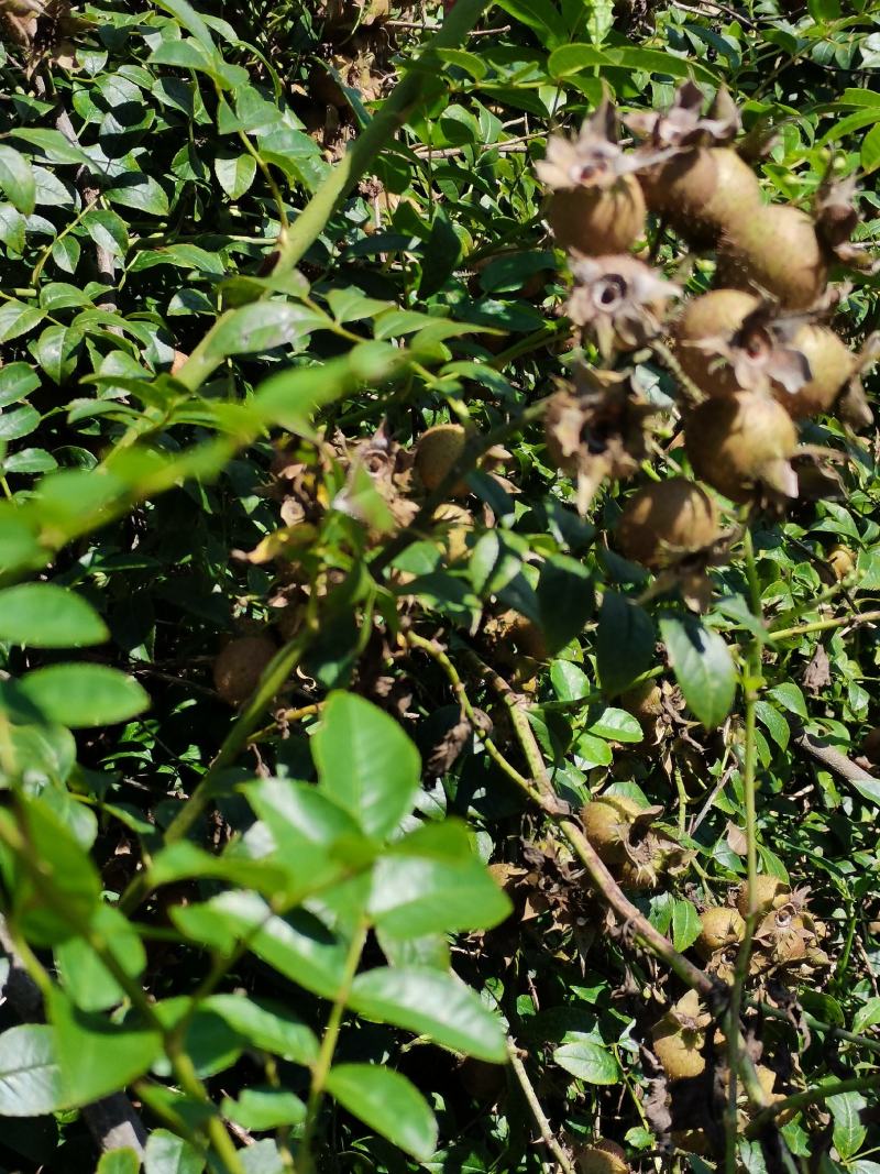 贵州无籽刺梨