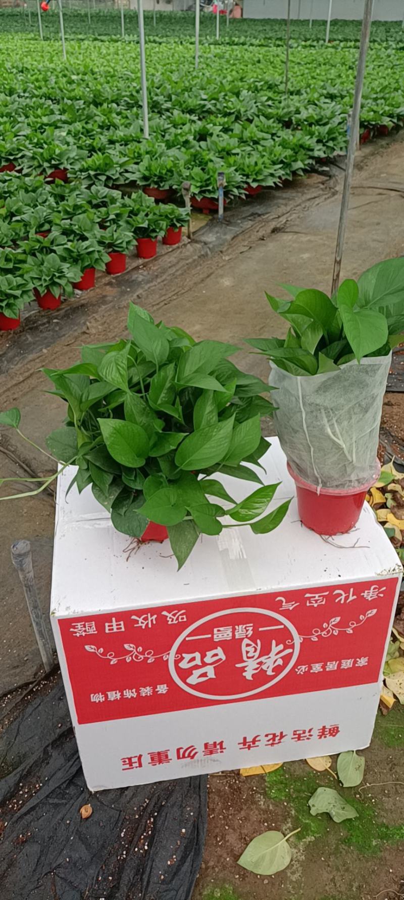 精品绿萝除甲醛净化空气室内植物水培花卉绿植绿箩新房家用