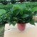 精品绿萝除甲醛净化空气室内植物水培花卉绿植绿箩新房家用