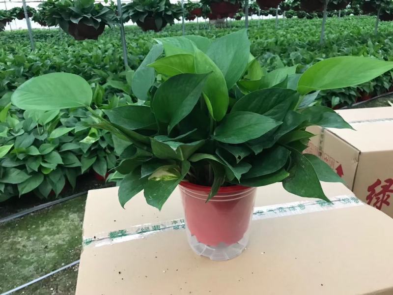 精品绿萝除甲醛净化空气室内植物水培花卉绿植绿箩新房家用