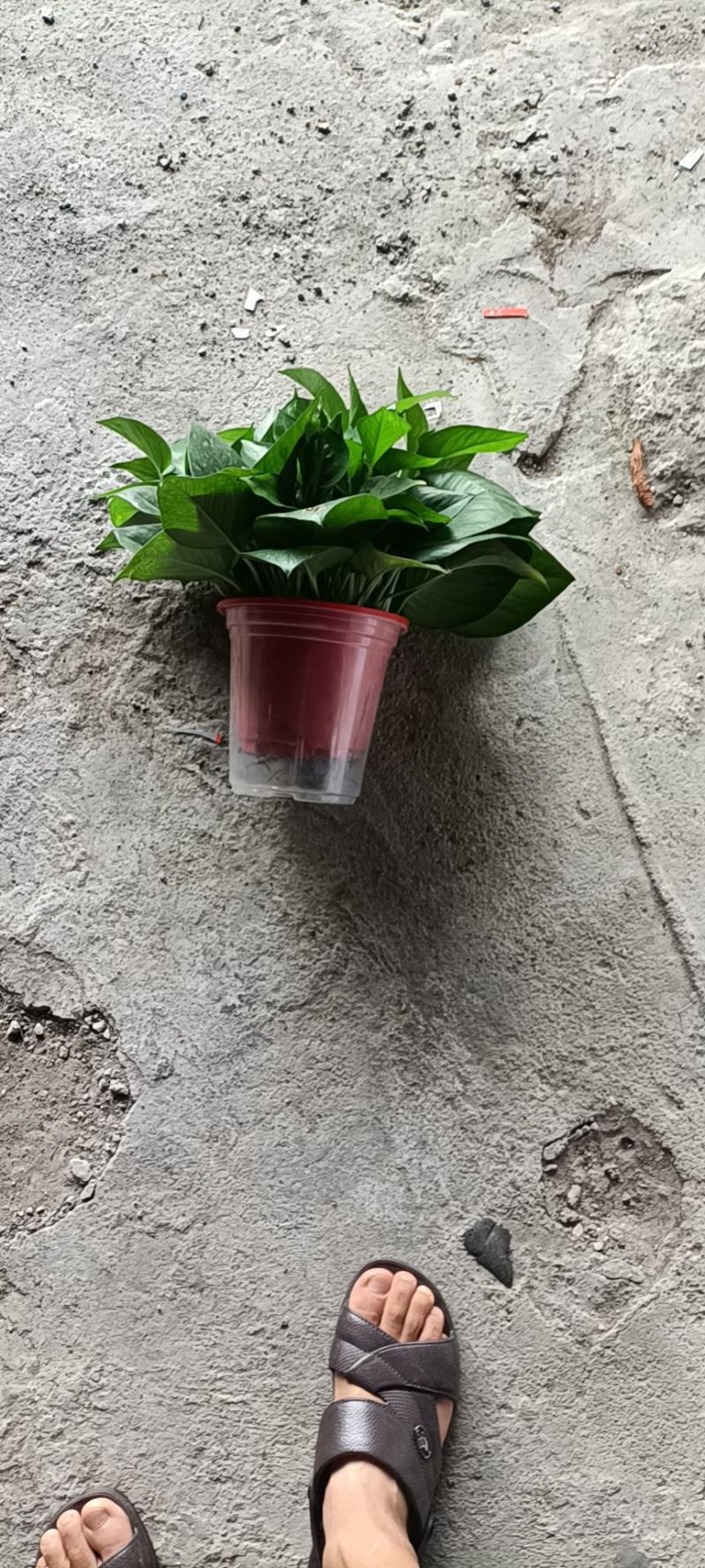 精品绿萝除甲醛净化空气室内植物水培花卉绿植绿箩新房家用