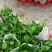 精品绿萝除甲醛净化空气室内植物水培花卉绿植绿箩新房家用