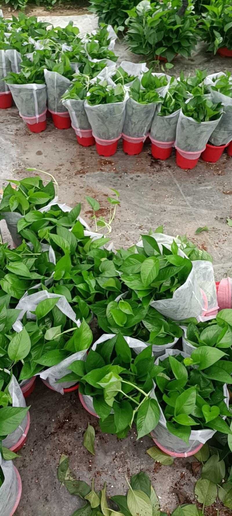 精品绿萝除甲醛净化空气室内植物水培花卉绿植绿箩新房家用
