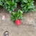 精品绿萝除甲醛净化空气室内植物水培花卉绿植绿箩新房家用