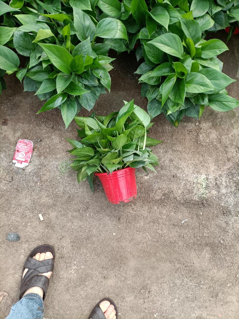 精品绿萝除甲醛净化空气室内植物水培花卉绿植绿箩新房家用