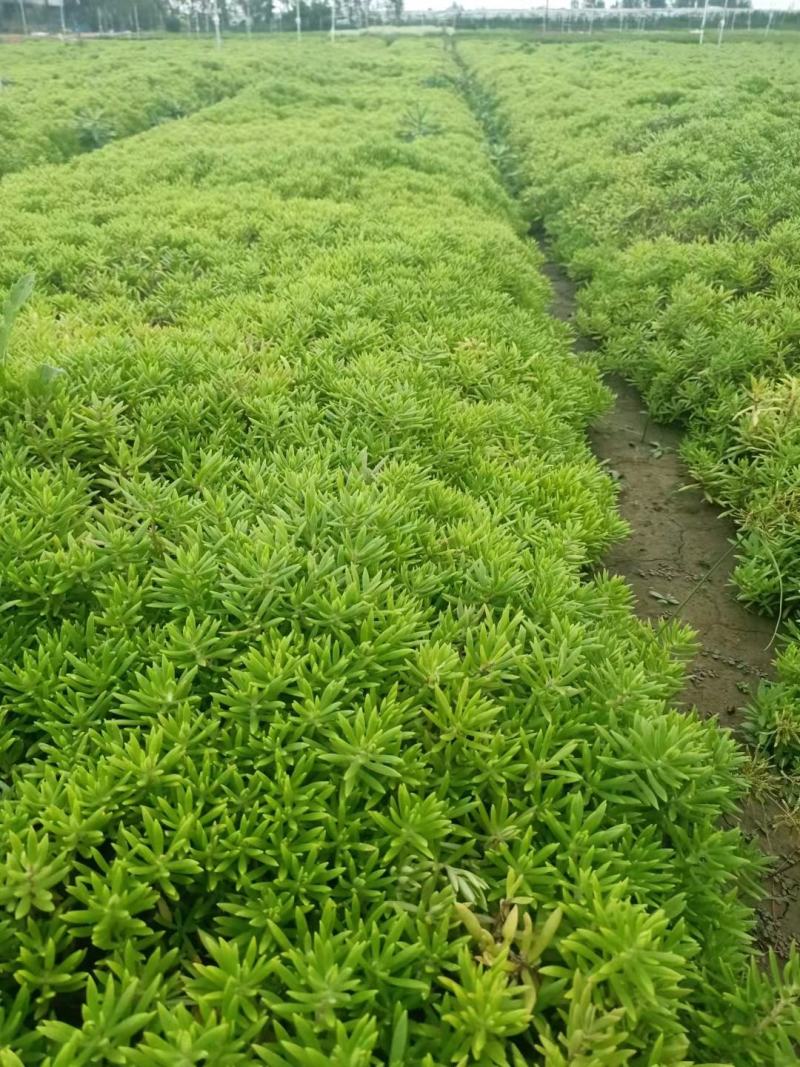 爆盆佛甲草绿叶佛甲草金叶佛甲草基地现货