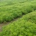 爆盆佛甲草绿叶佛甲草金叶佛甲草基地现货