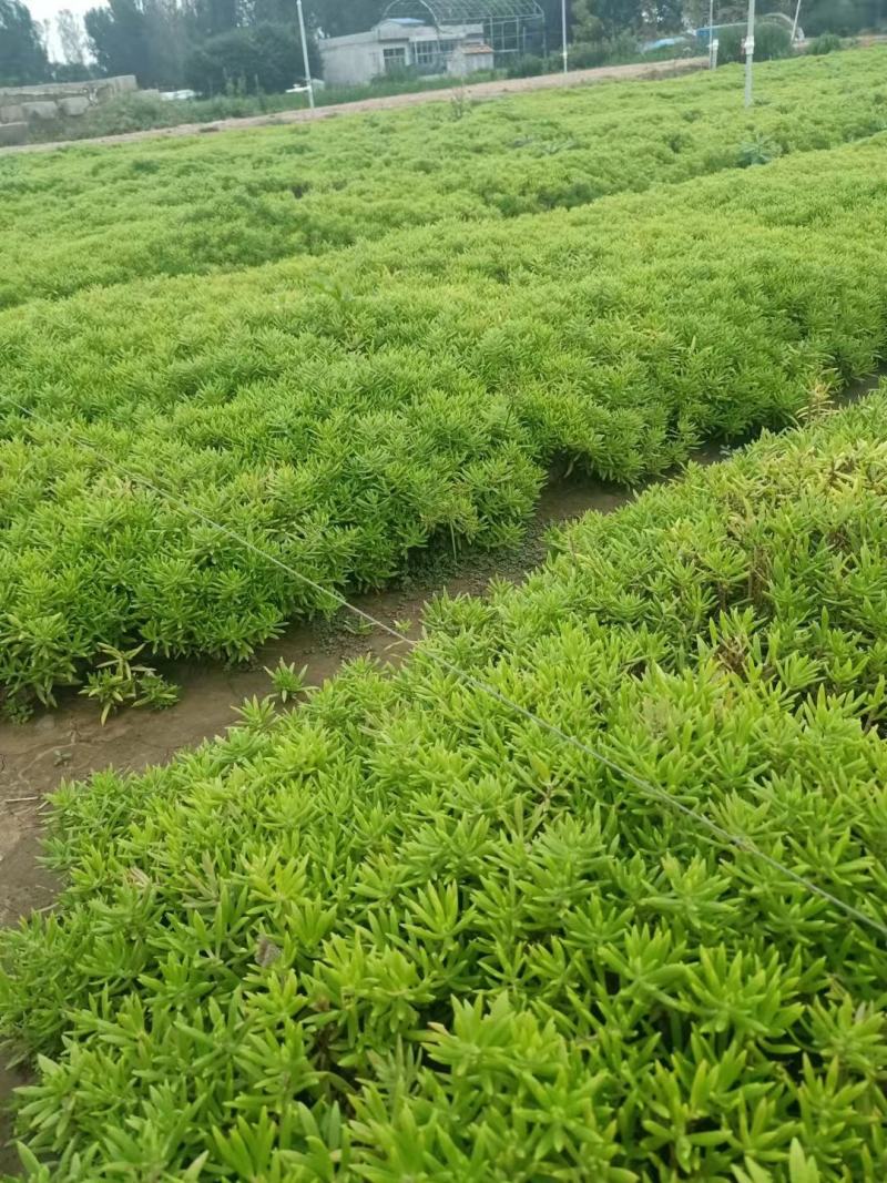 爆盆佛甲草绿叶佛甲草金叶佛甲草基地现货