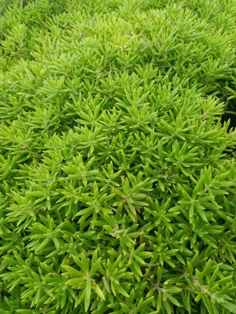 爆盆佛甲草绿叶佛甲草金叶佛甲草基地现货