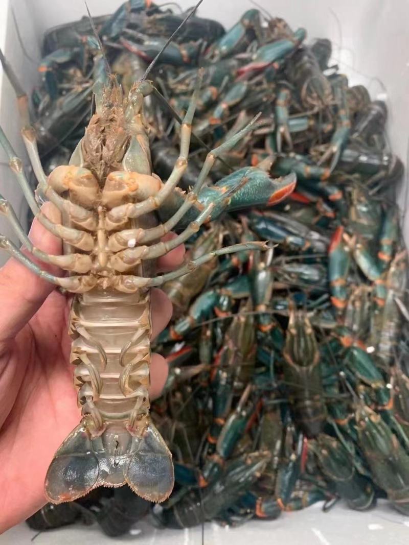 淡水澳龙