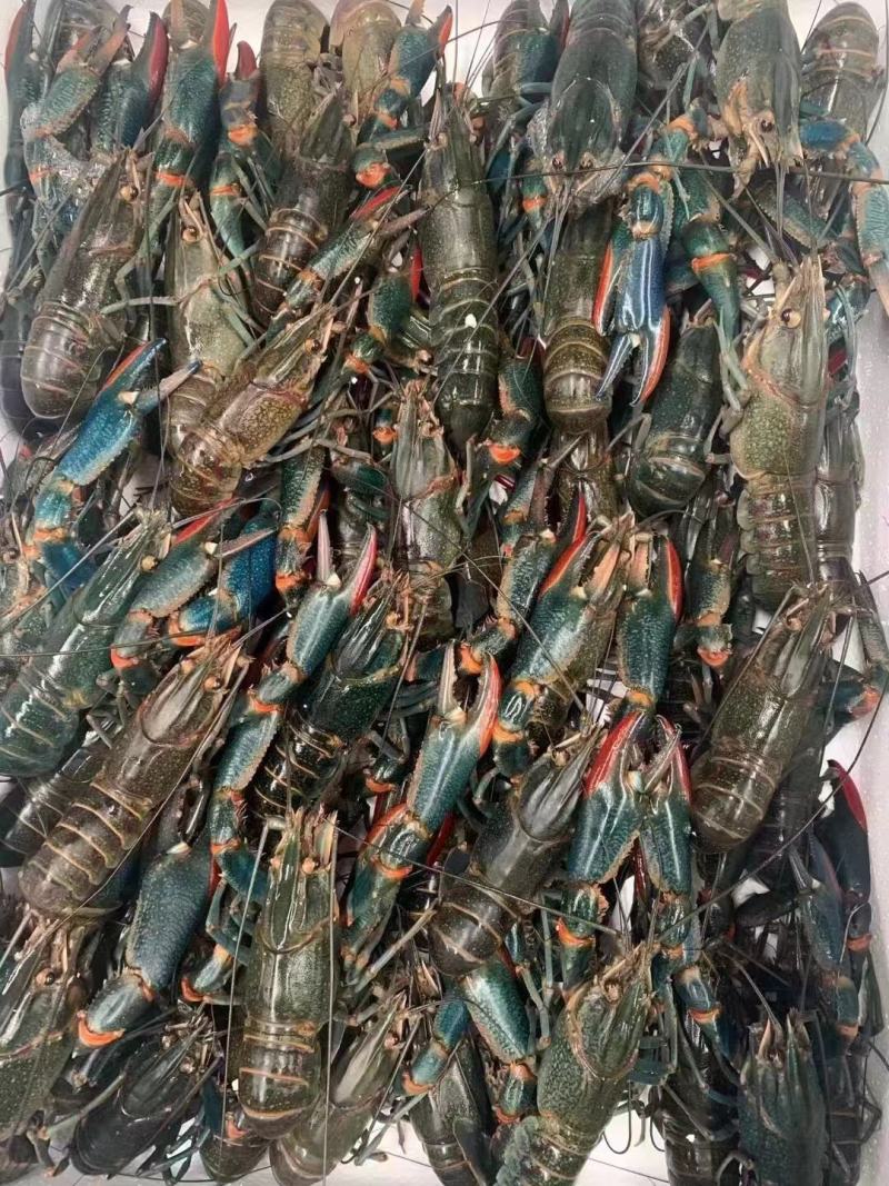 淡水澳龙