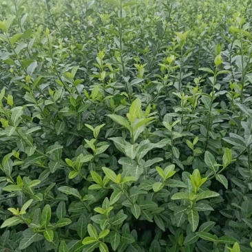 小叶扶芳藤扶芳藤杯苗规格全工地绿化多年生常绿
