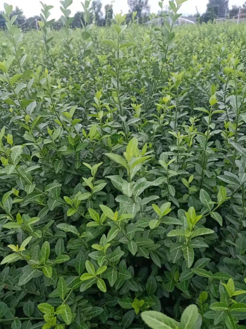 小叶扶芳藤扶芳藤杯苗规格全工地绿化多年生常绿