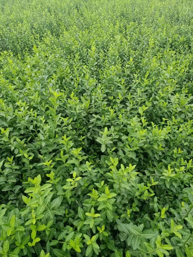 小叶扶芳藤扶芳藤杯苗规格全工地绿化多年生常绿
