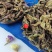 云南天然野生猫须草茶云南猫须草散装包邮