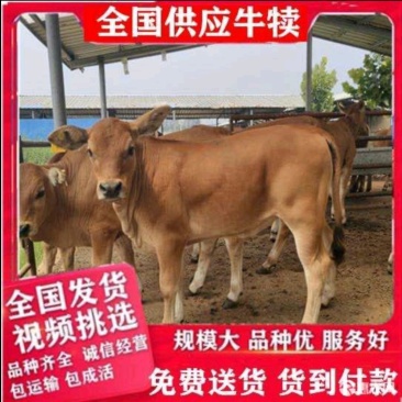 黄牛牛仔货到付款买十送一专车专送报销路费