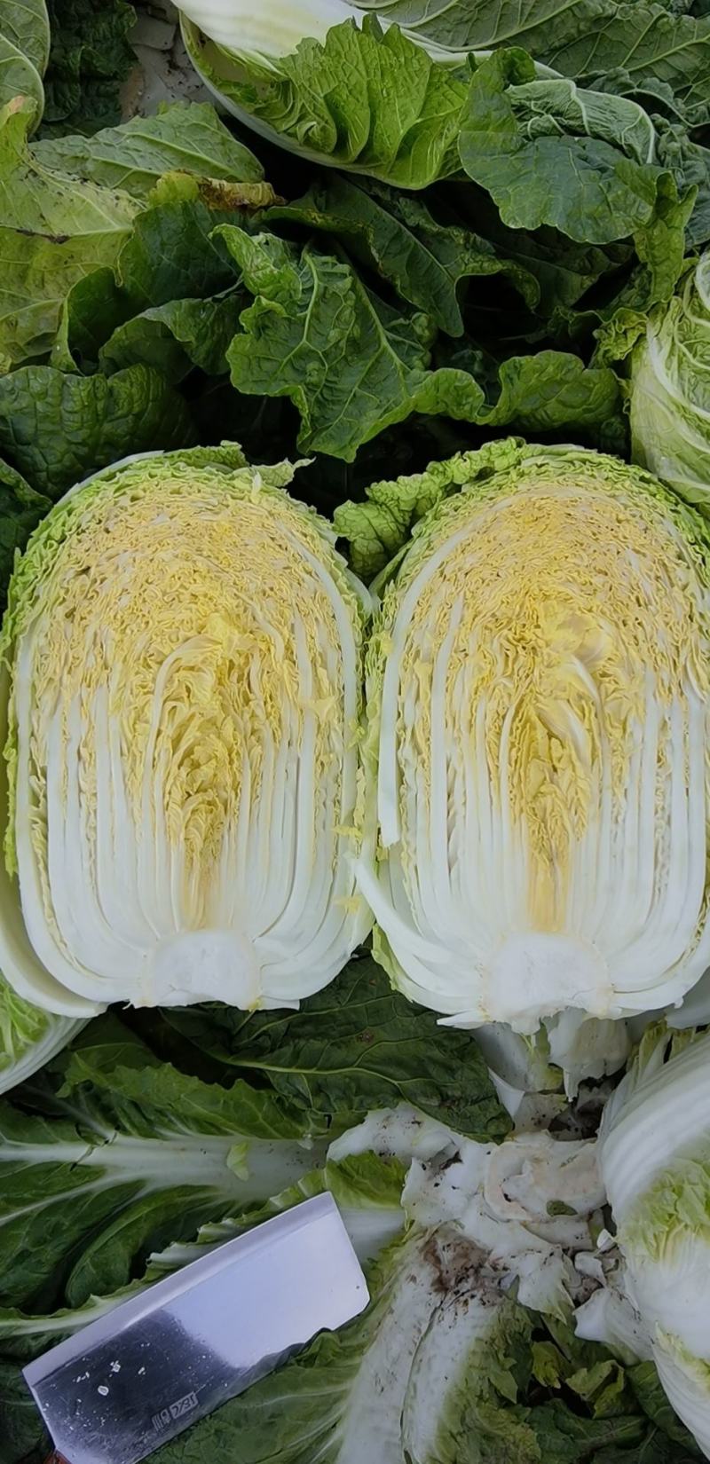 吉林白菜玲珑黄大量供应诚信发货一手货源质量保证