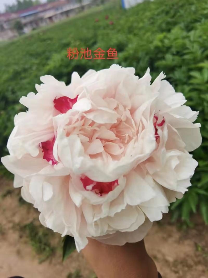 观赏芍药！千层芍药鲜切花！芽头饱满，花色鲜艳