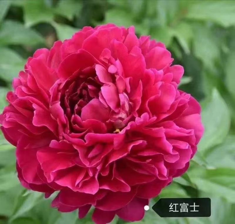 观赏芍药！千层芍药鲜切花！芽头饱满，花色鲜艳
