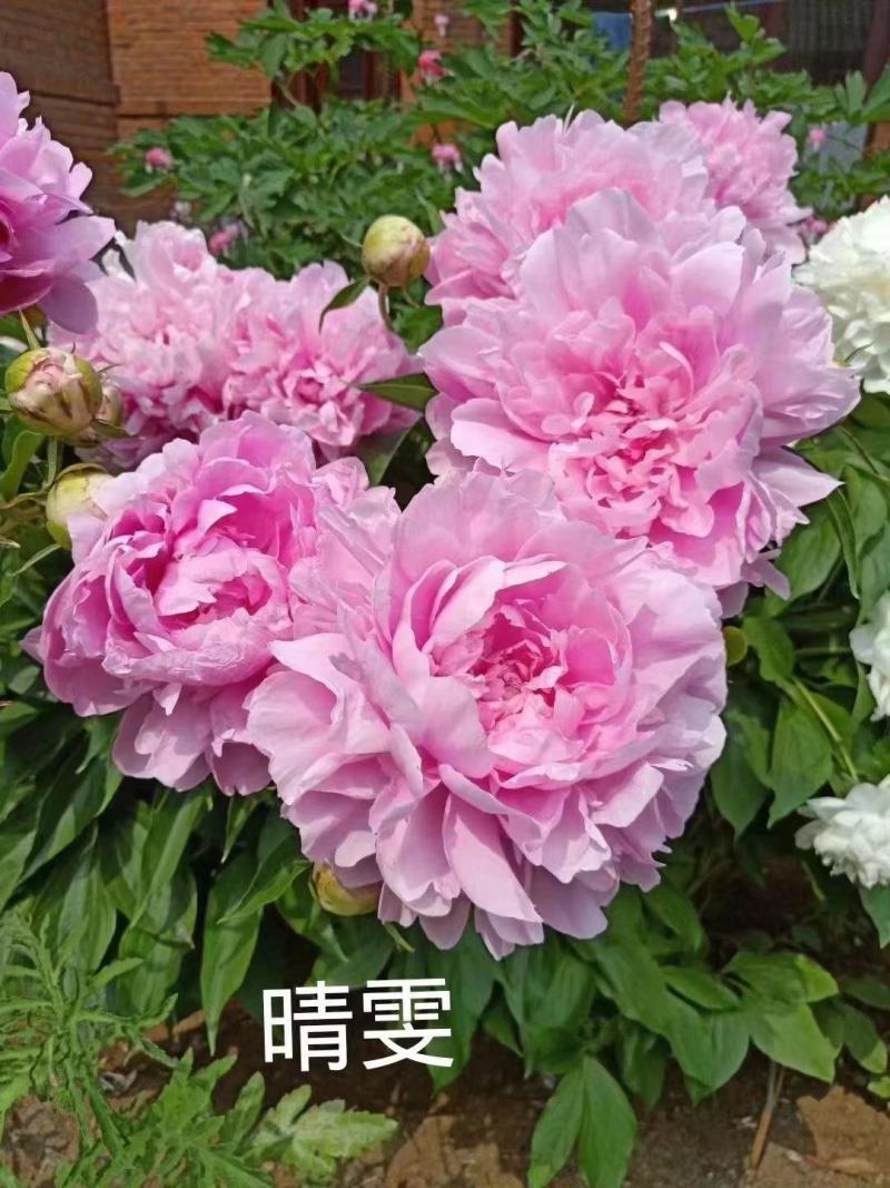 观赏芍药！千层芍药鲜切花！芽头饱满，花色鲜艳