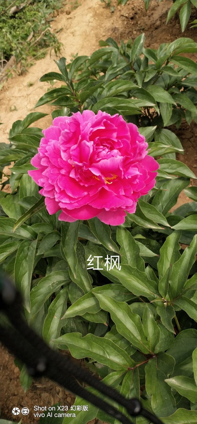 观赏芍药！千层芍药鲜切花！芽头饱满，花色鲜艳