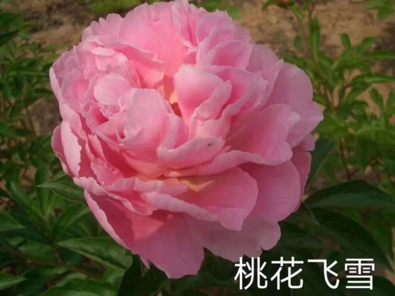 观赏芍药！千层芍药鲜切花！芽头饱满，花色鲜艳