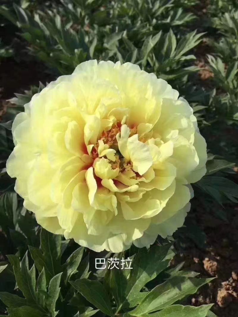 观赏芍药！千层芍药鲜切花！芽头饱满，花色鲜艳