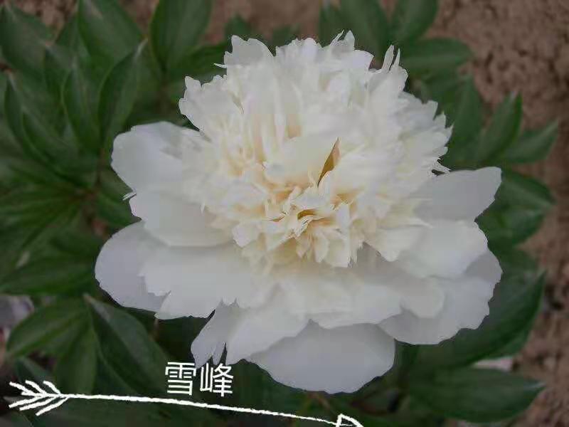 观赏芍药！千层芍药鲜切花！芽头饱满，花色鲜艳